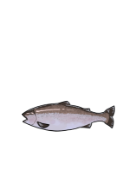 有限会社忍沢養殖場 甲斐あかね鱒 山梨県 富士川町 富士の介 ヤマメ イワナ サツキマス